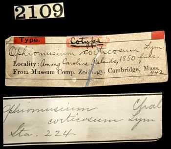 Media type: image;   Invertebrate Zoology OPH-442 Aspect: labels